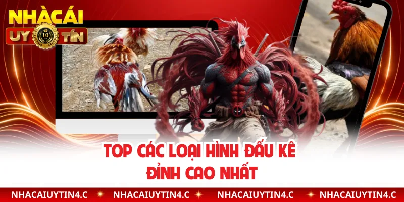 Top các loại hình đấu kê đỉnh cao nhất 